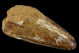Cretaceous Fossil Crocodile Tooth - Morocco #122459-1